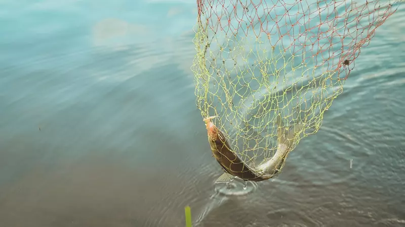 Дуршлаг рыбы, не выходя из дома. Жители Южного собирают последствия паводка