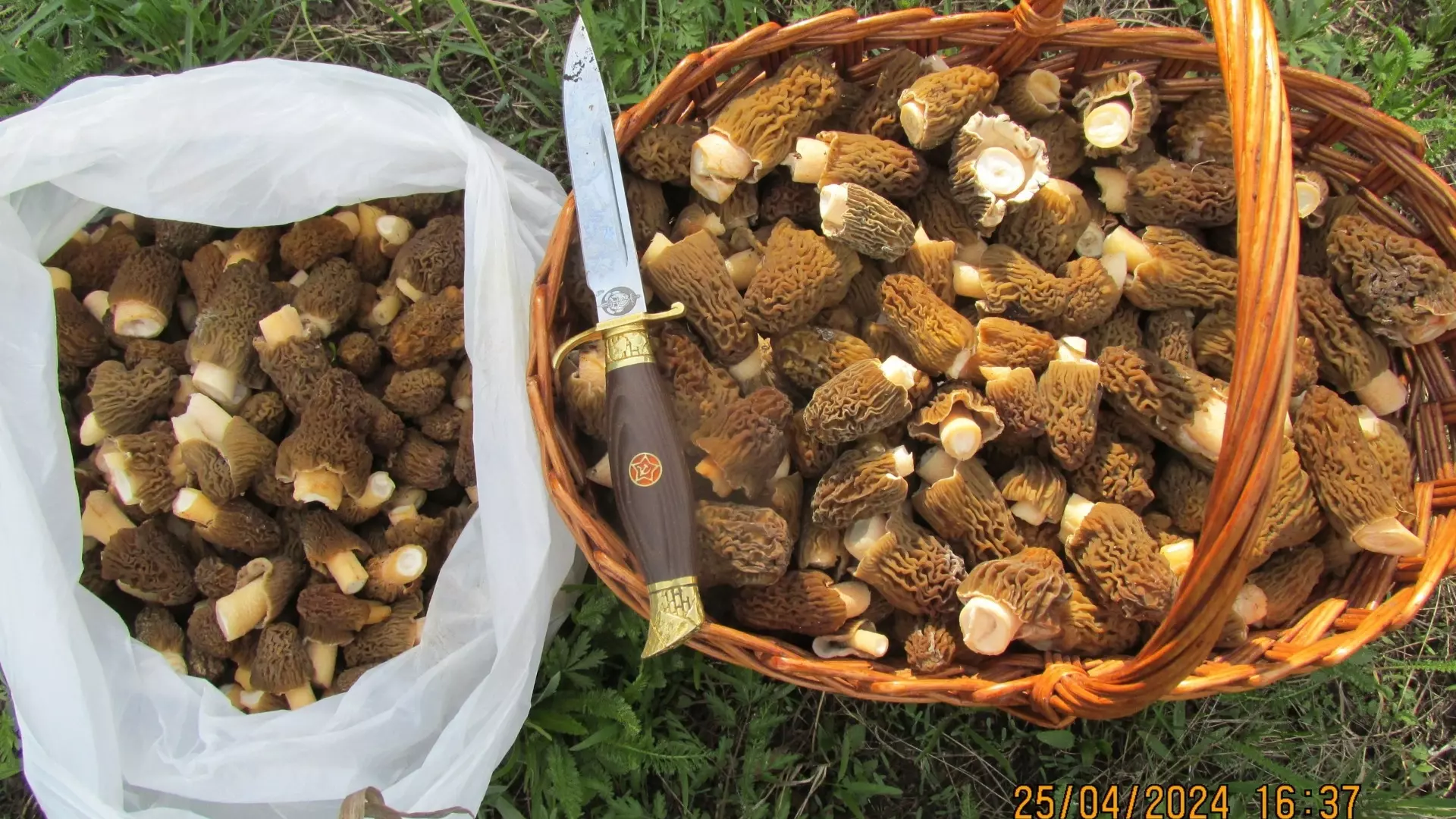 Оренбуржцы собирают грибы в лесах