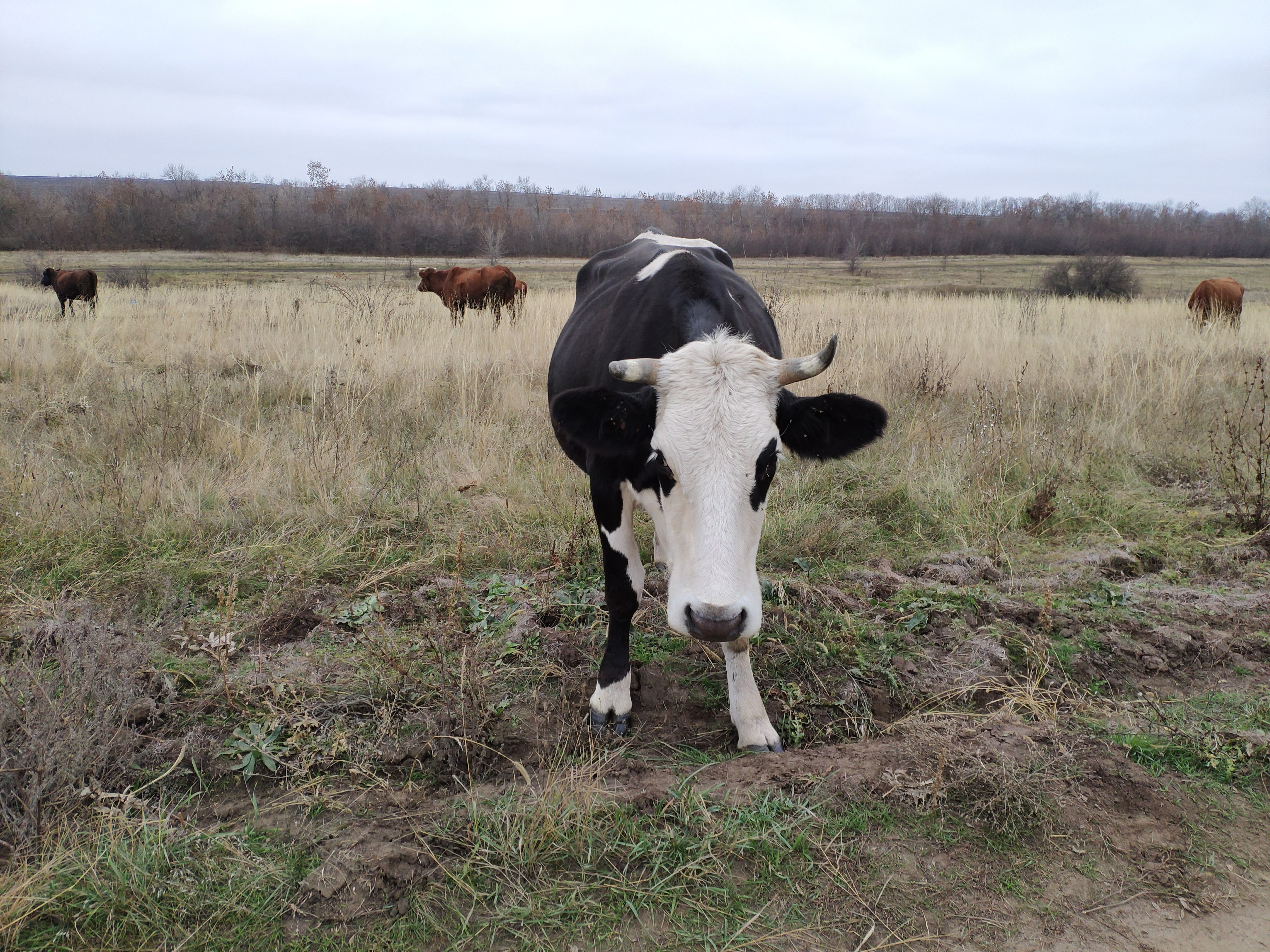 «Рогатый залог»: в Акбулакском районе агропредприятие пытаются отдать долги коровами