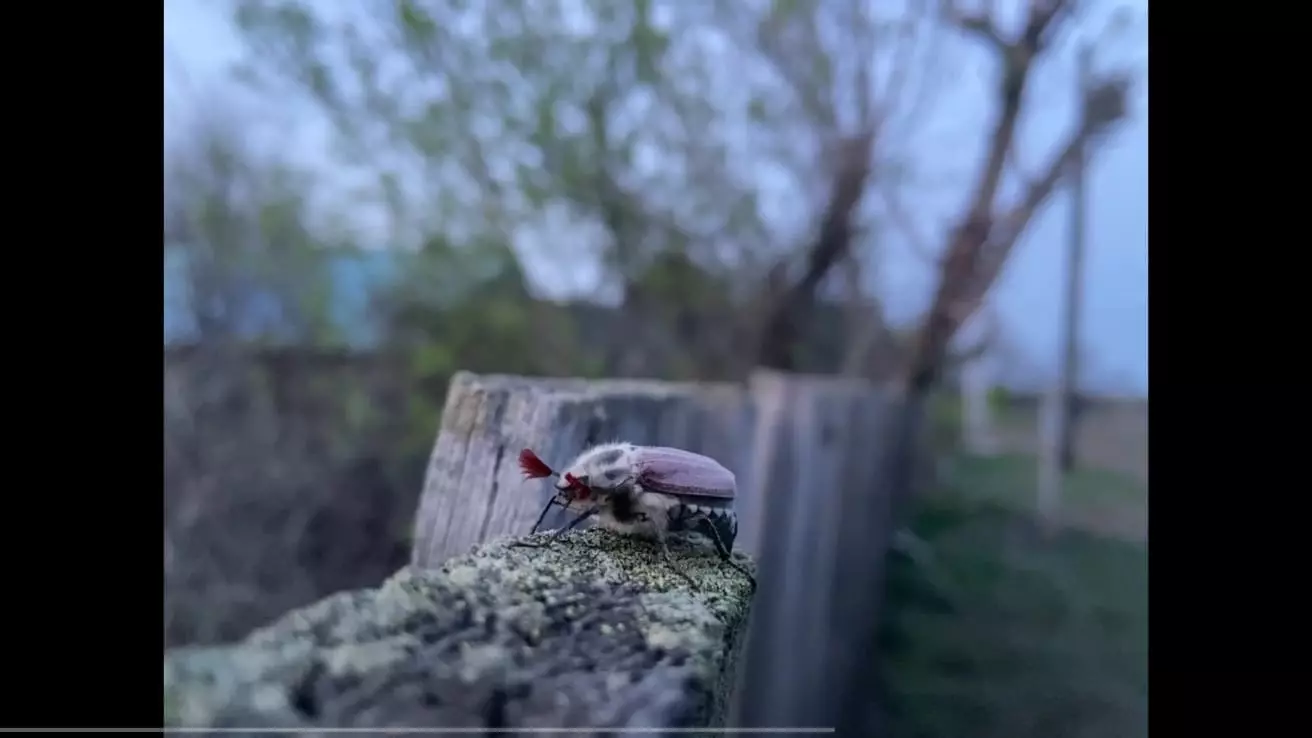 В Бузулукском бору массовый слет майских жуков начался уже в апреле