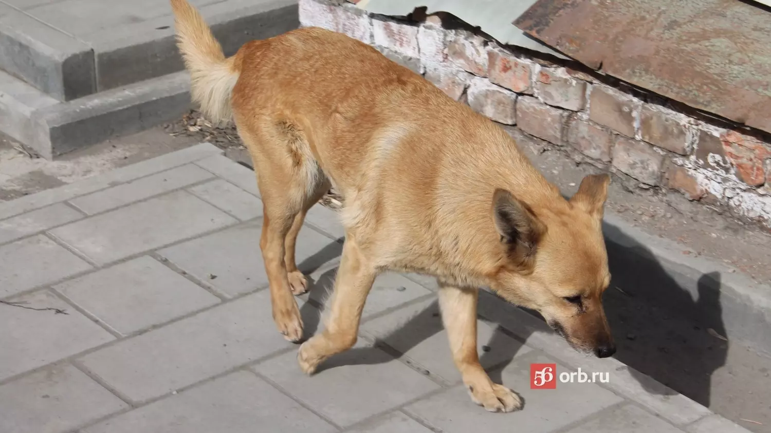 Оренбуржцы 58 раз за 2023 год обратились в ЕДДС по поводу нападений собак