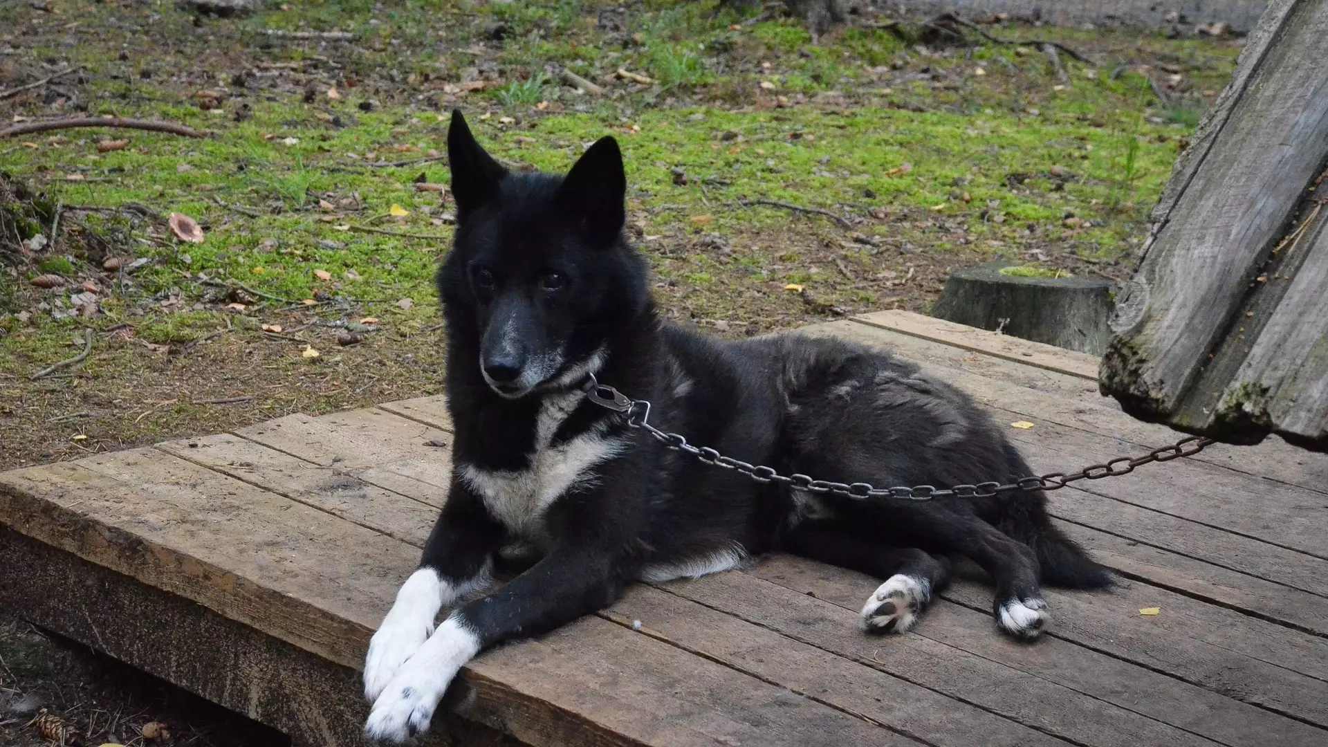 В Оренбурге домашний пес соседа искусал женщину.