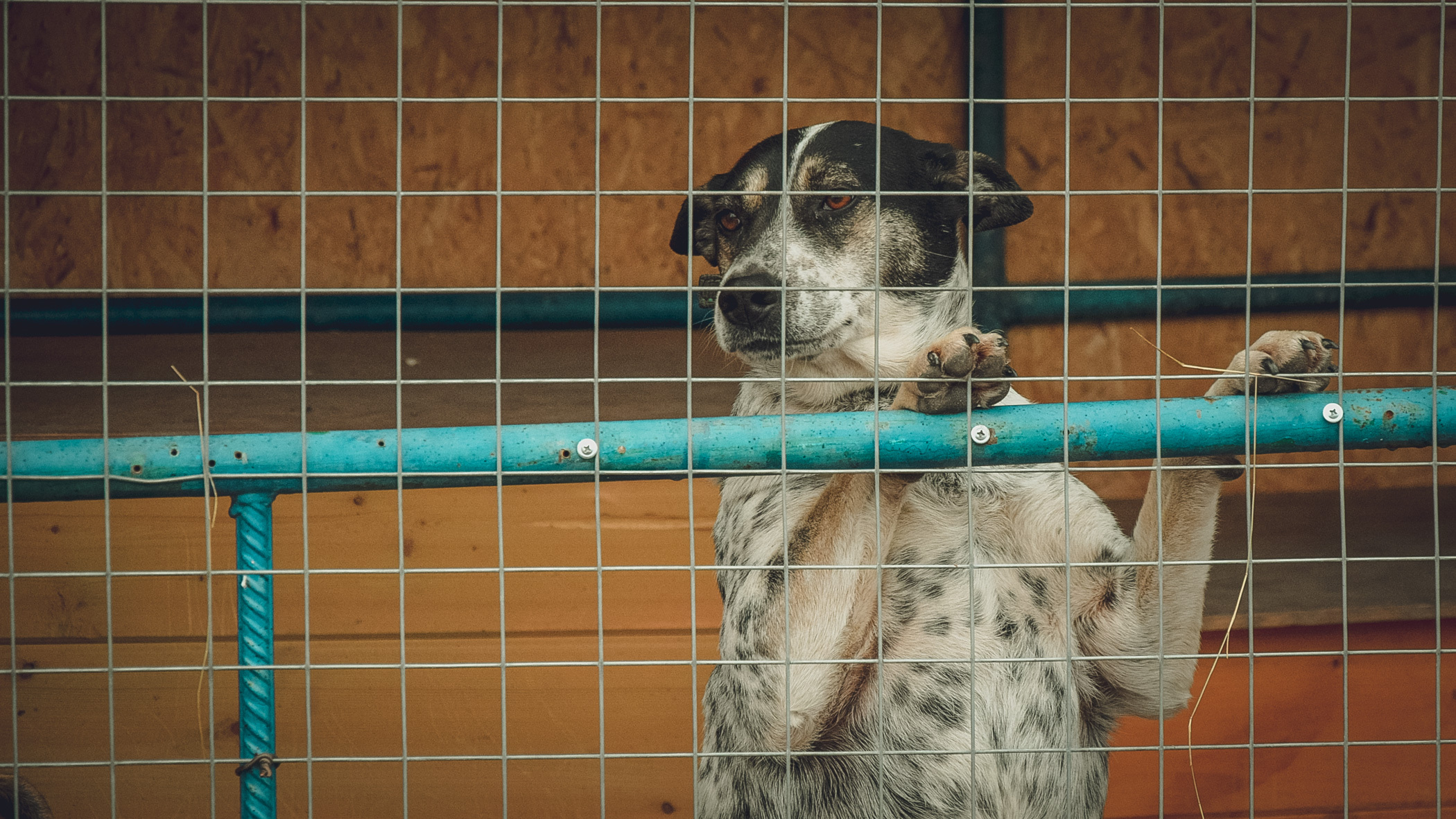 Администрация Оренбурга в 7-й раз объявляет торги на отлов бродячих собак, но тщетно