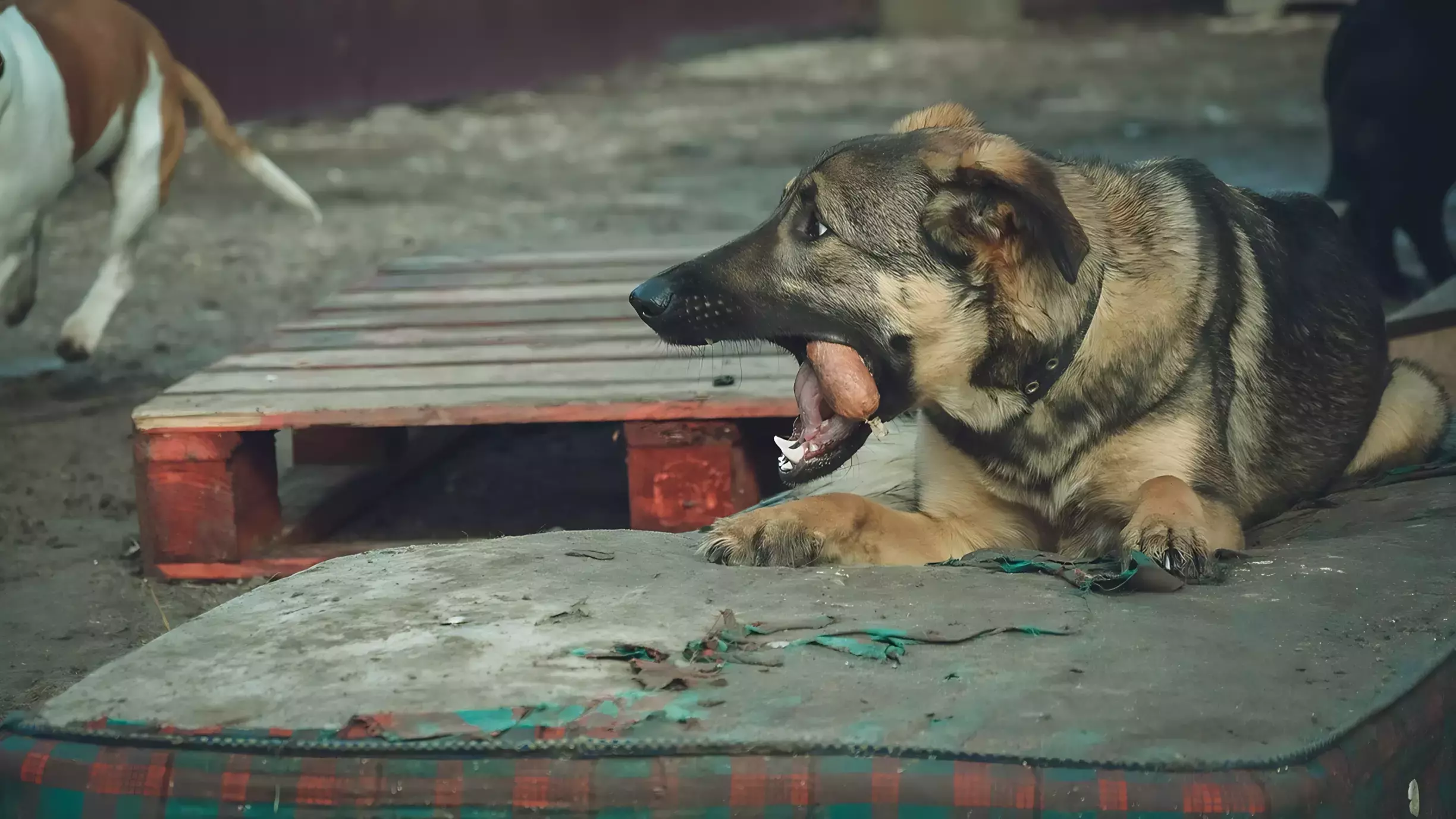 Мэрия Оренбурга объявила аукцион на 5,6 млн рублей на отлов бездомных собак