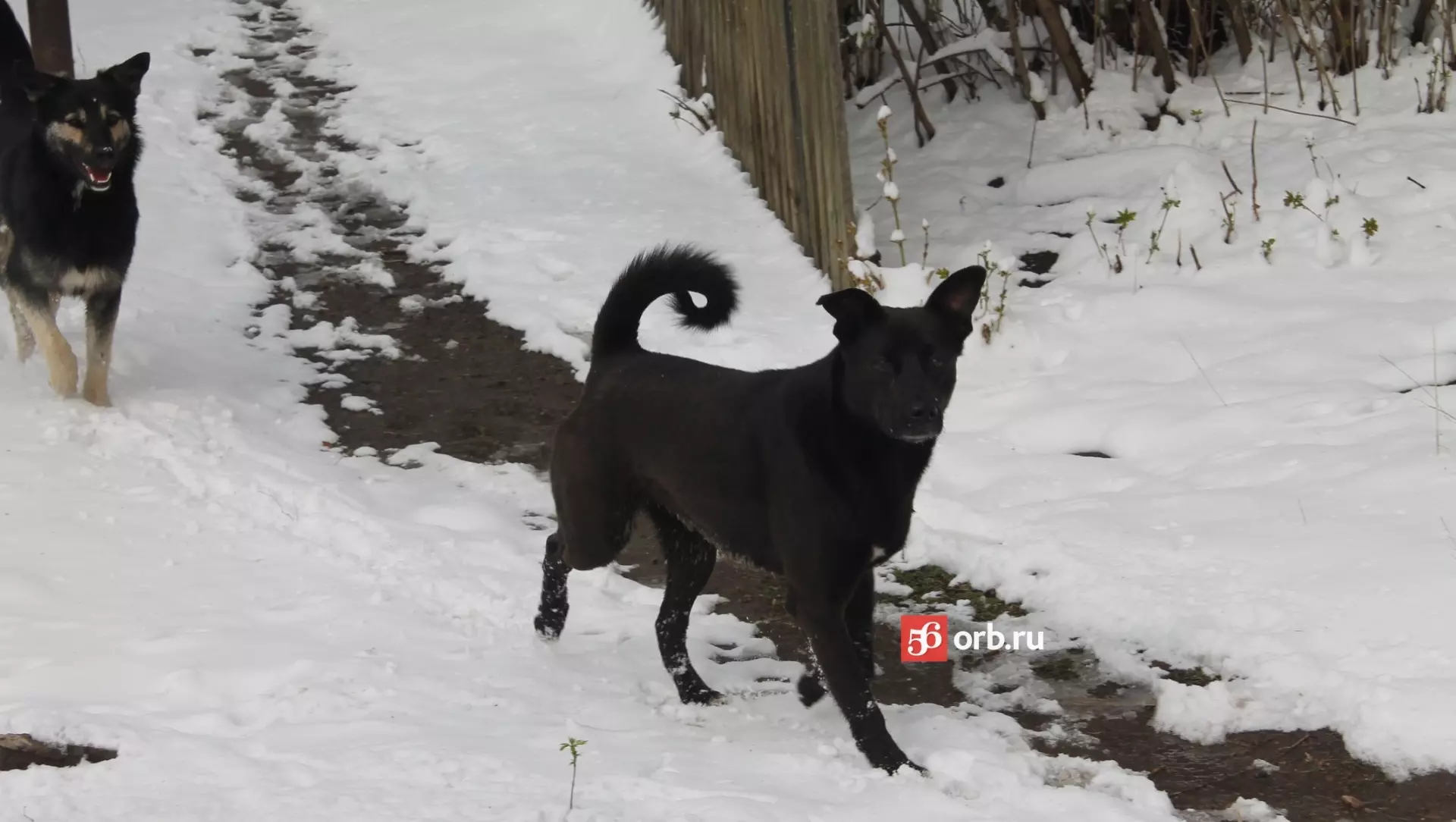 Собаки остаются зимовать на улицах Оренбурга