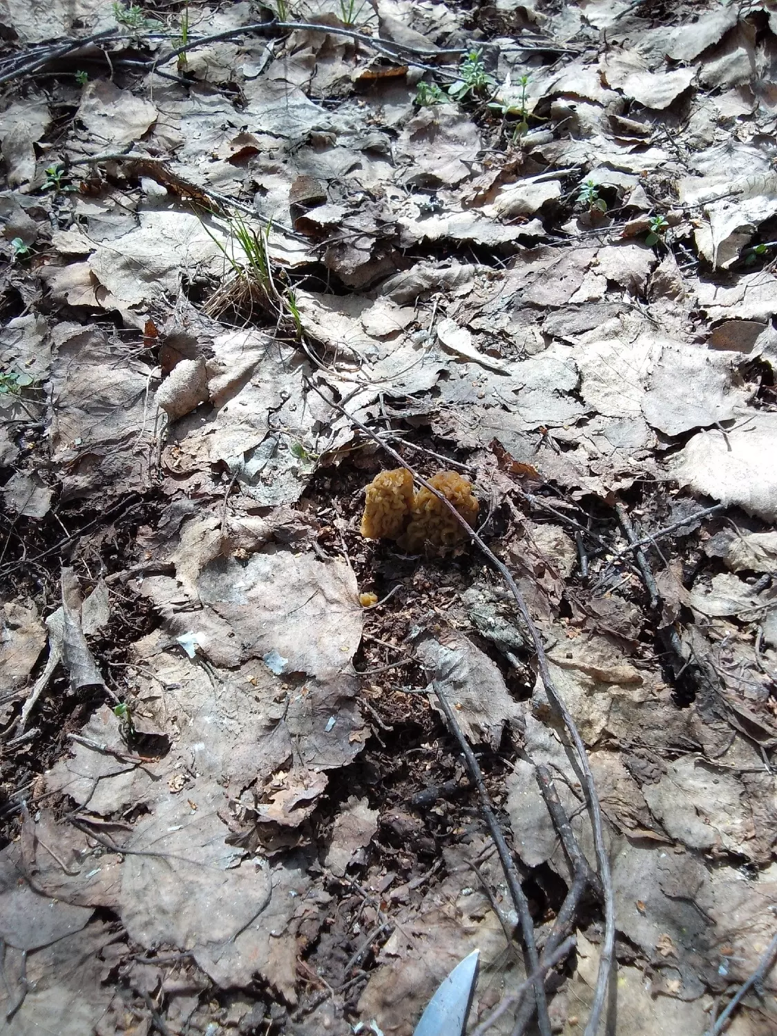 В Шарлыкском районе Оренбуржья уже начали находить грибы