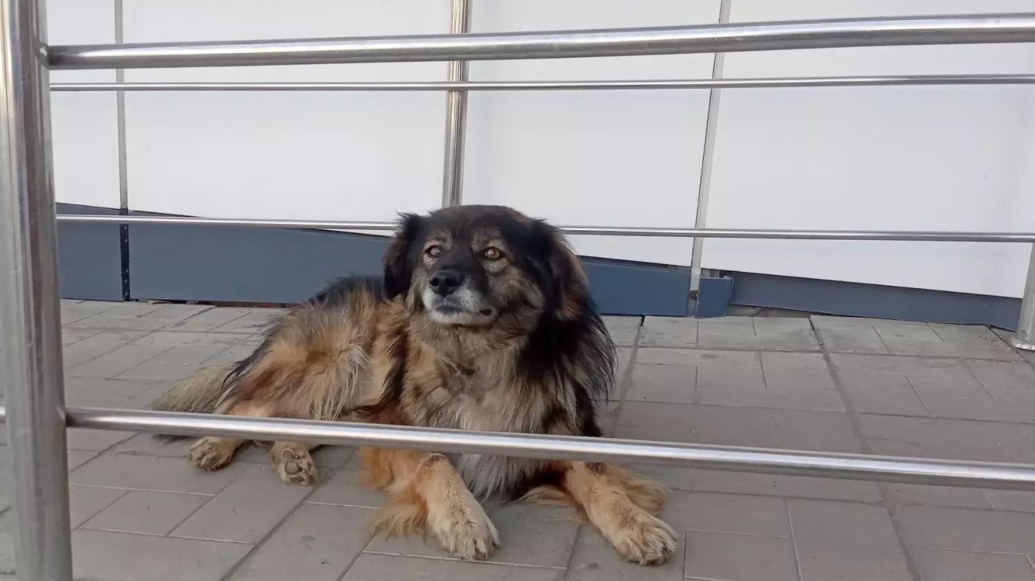 Обычно собаки, встречающиеся на улицах Оренбурга, дружелюбны. Но иногда бывают и исключения
