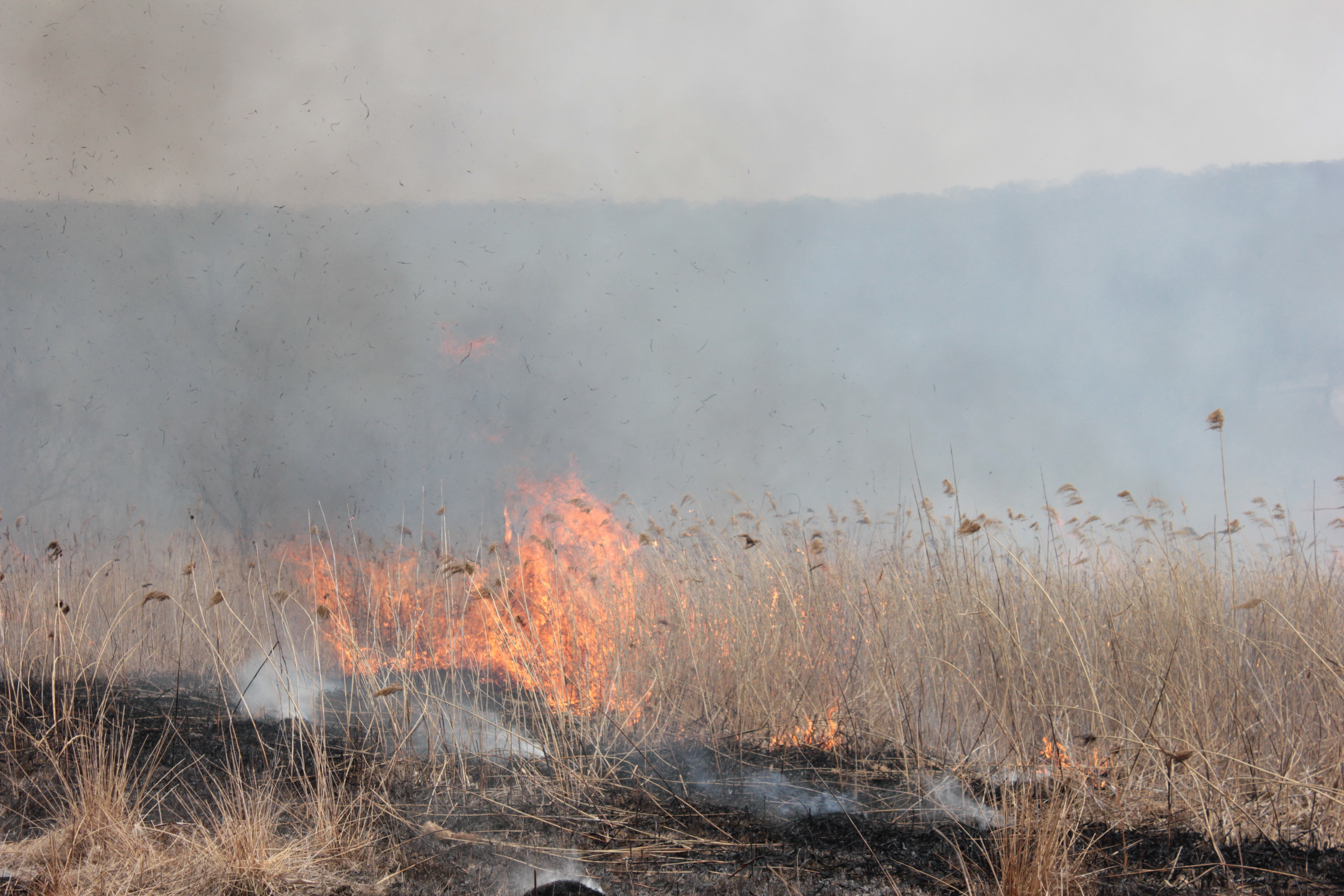 В Пономарёвском районе бушевал крупный степной пожар