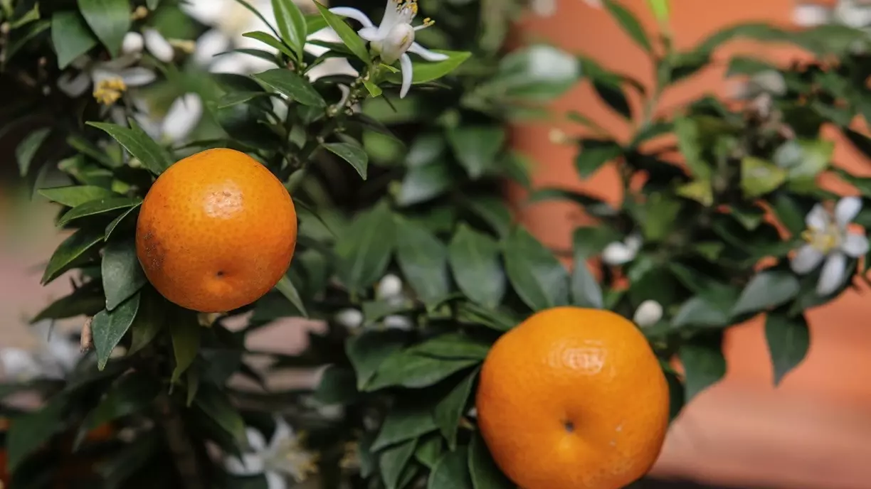 В Оренбурге мандарин можно вырастить в домашних условиях