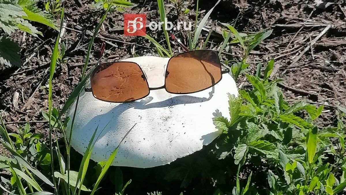 Когда собирать грибы в Оренбуржье, где их искать и как отличить съедобные от ядовитых