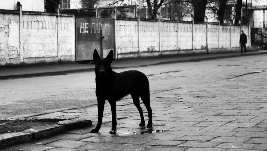 СК возбудил уголовное дело по факту нападения бродячего пса на ребёнка в Новотроицке