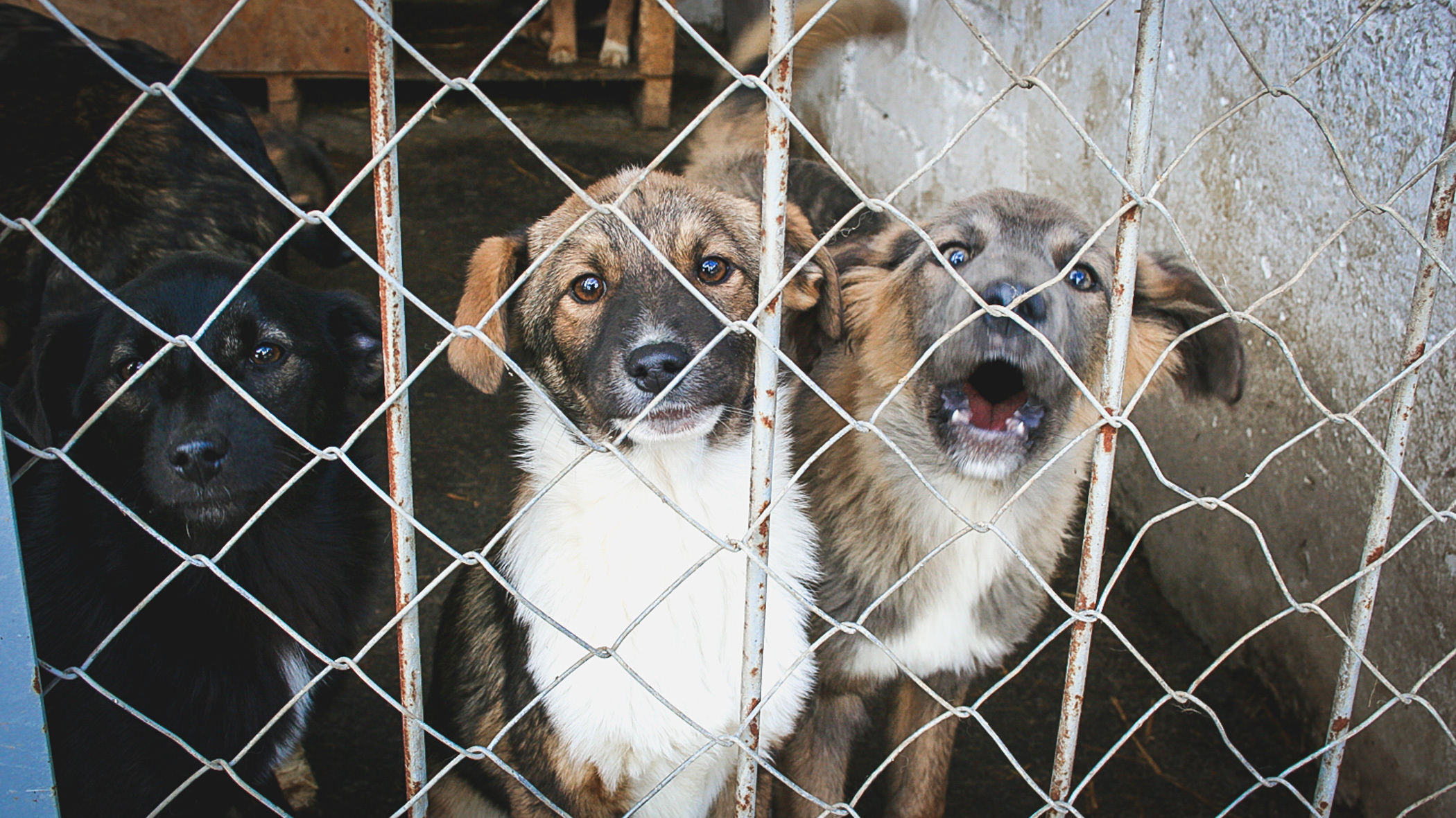 В Орске отловят бездомных собак за 595 000 рублей