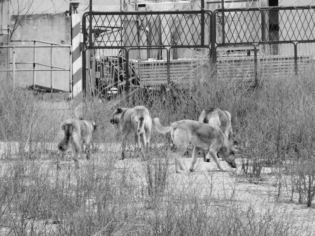 Стаи бродячих собак в Оренбуржье десятками уничтожают косуль и оленей