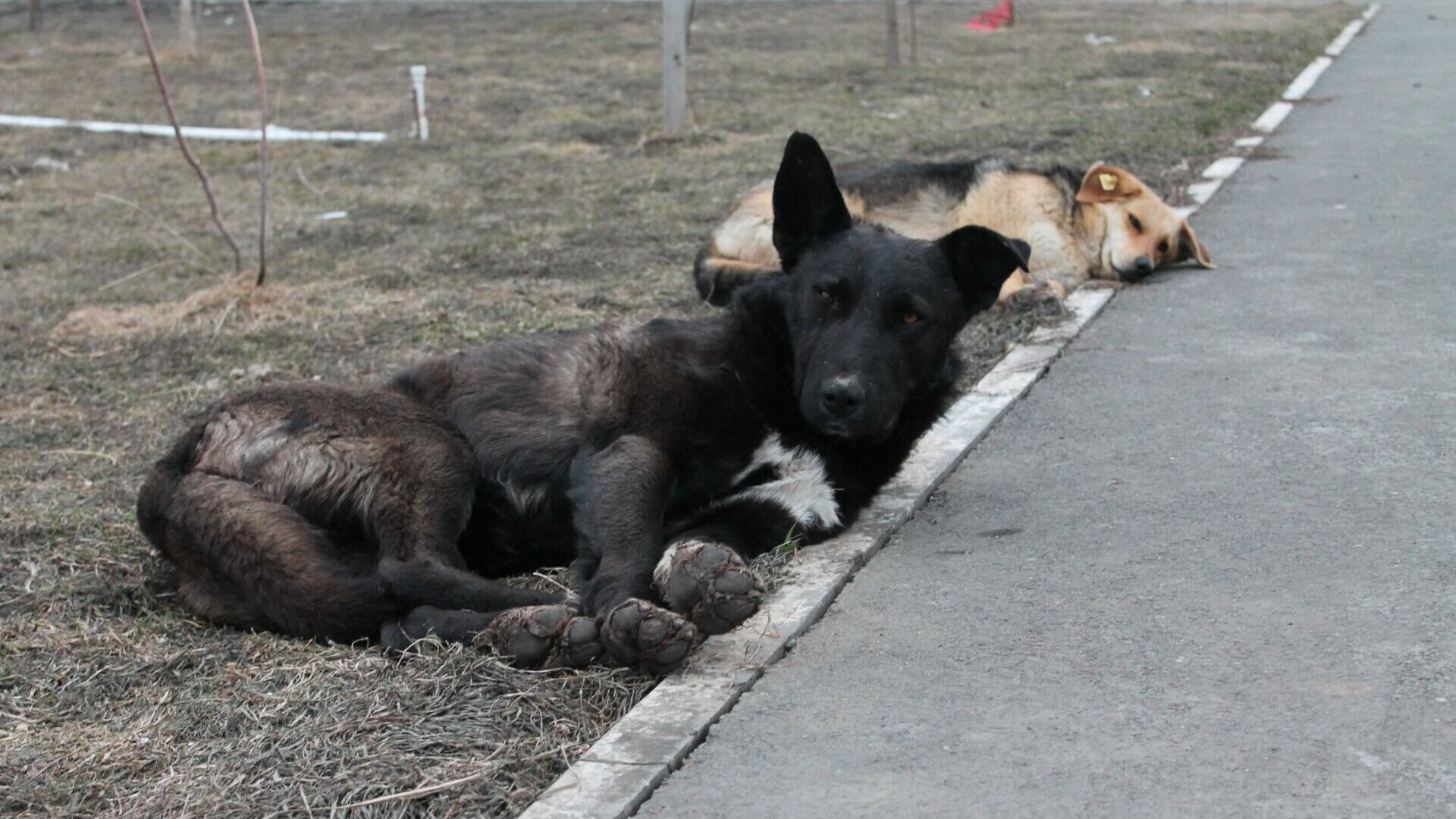 Бездомные собаки на улице Оренбурга