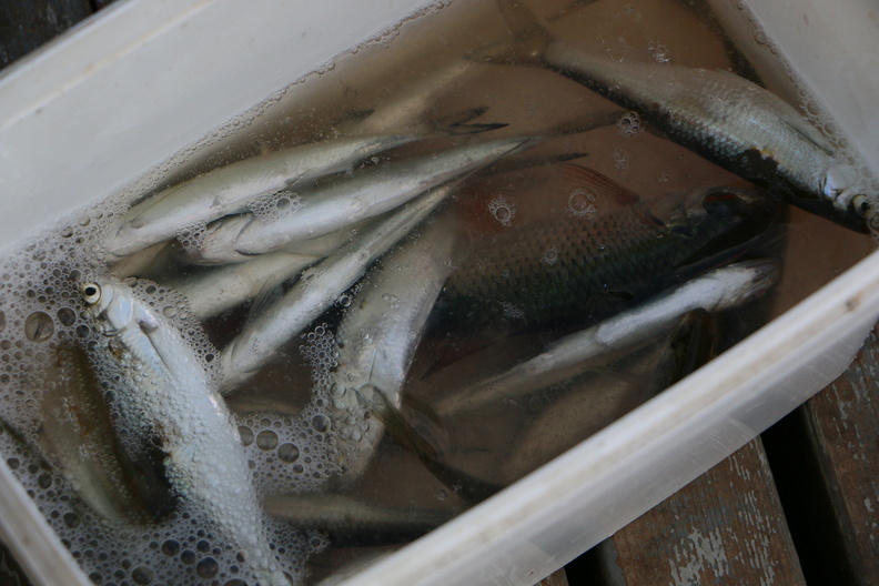В Орске местный житель задержан на реке Урал за ловлю рыбы сетью