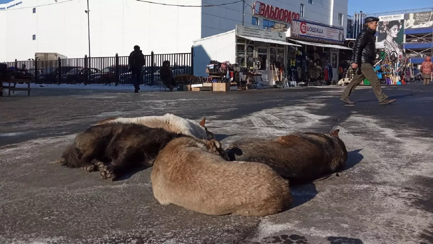 Бродячих собак можно встретить в самых людных местах — например, на Центральном рынке Оренбурга