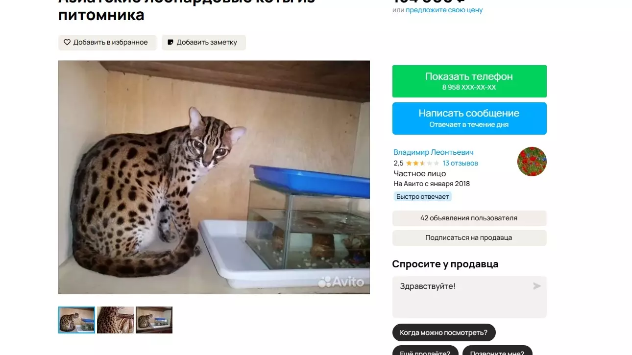 В Оренбурге можно купить кошку за 150 тысяч рублей