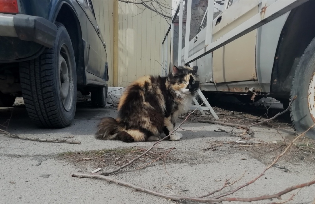 Житель Новотроицка требовал с бездомного кота штраф за поцарапанную Тойоту