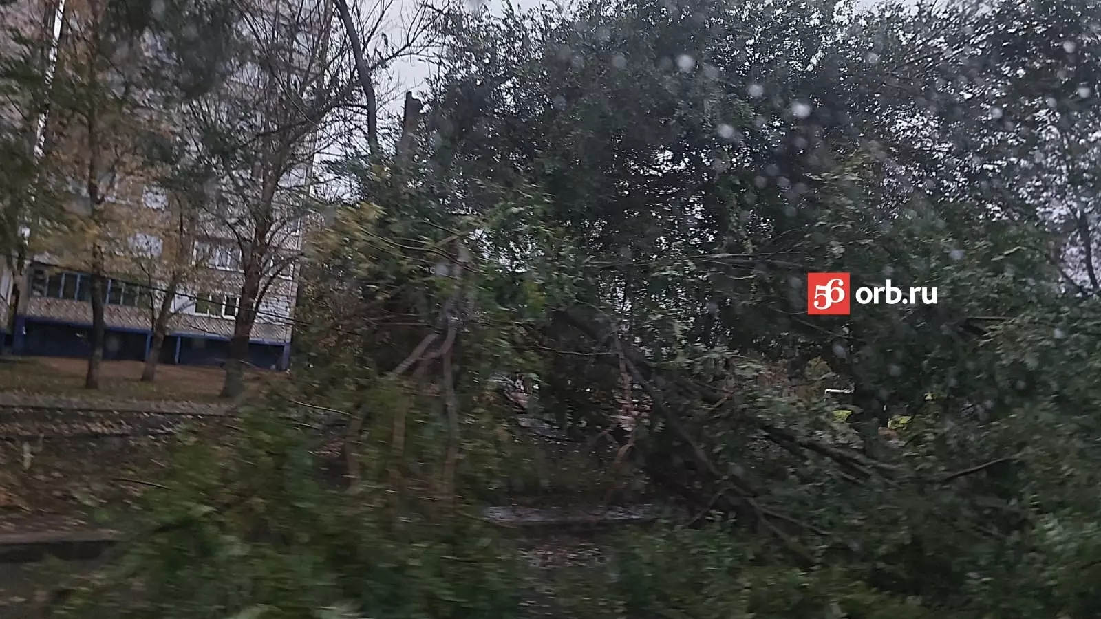 В Оренбурге из-за ветра упали деревья