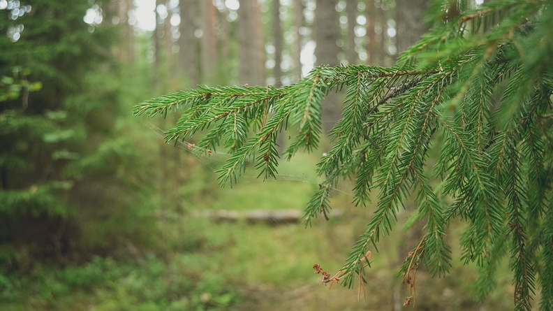 40 тыс. гектаров оренбургских лесов обработают химией от вредителей