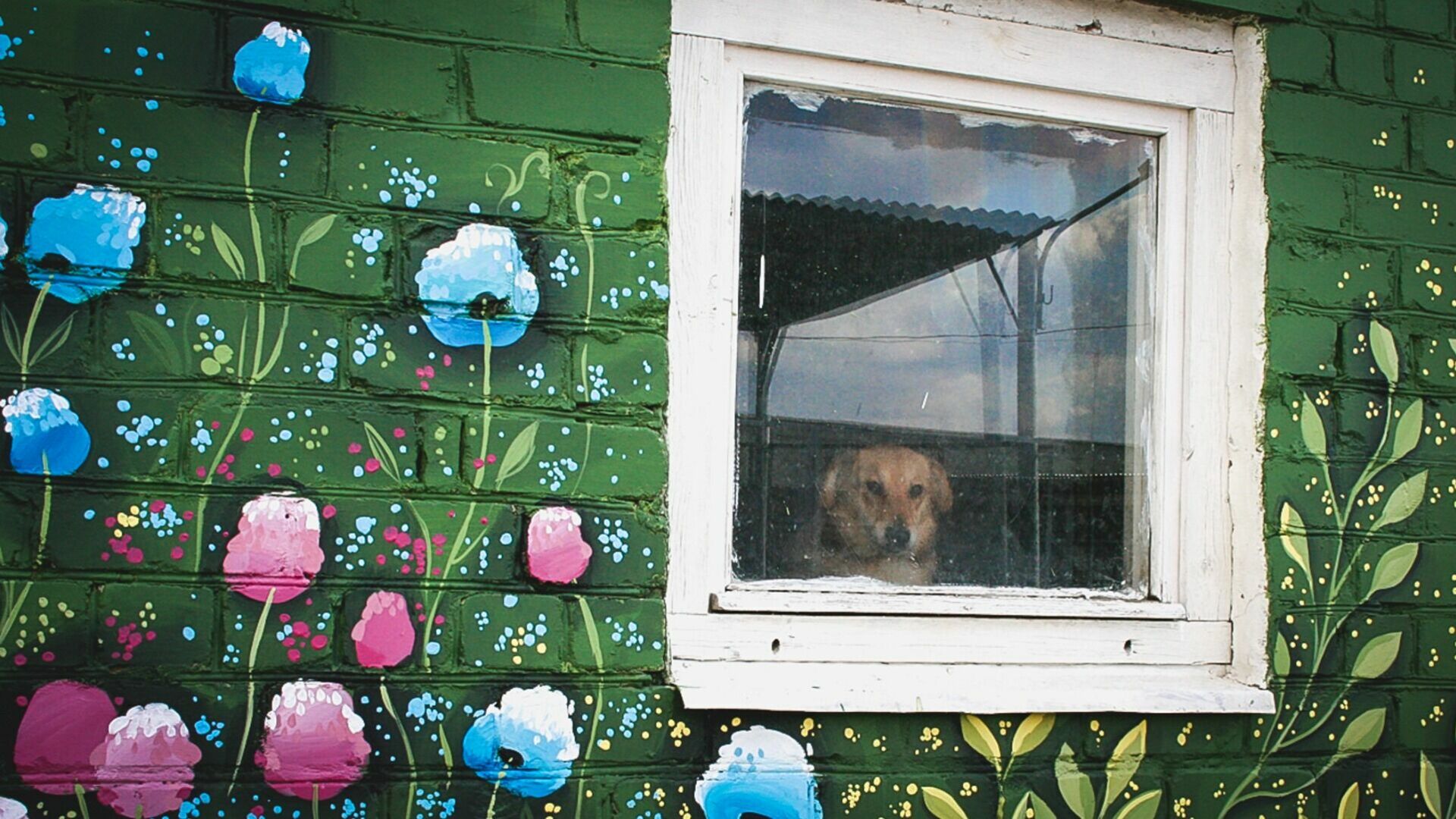 Оренбурженка проживала в квартире с 13-ю собаками