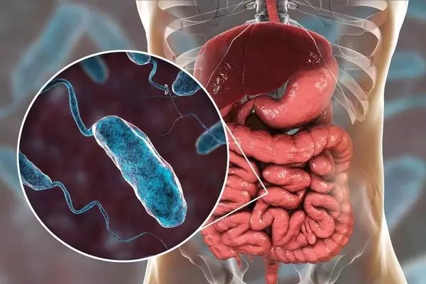 Бактерии холеры в кишечнике