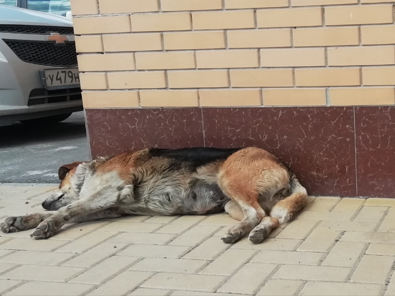 В Новотроицке бродячий пёс напал на маленького ребёнка и откусил ему губу