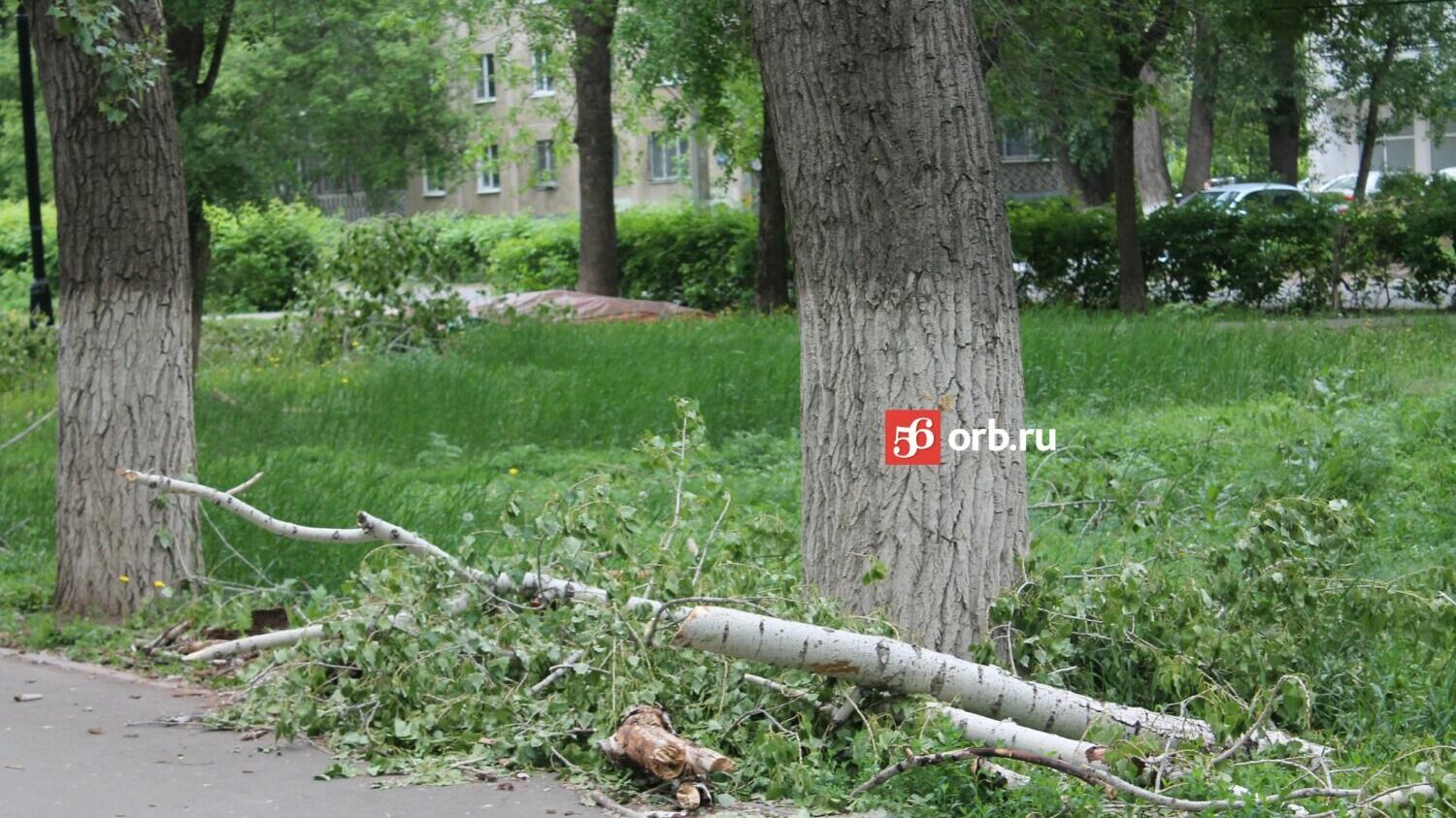 Спиленные ветки свалены в кучи по всему парку Гуськова