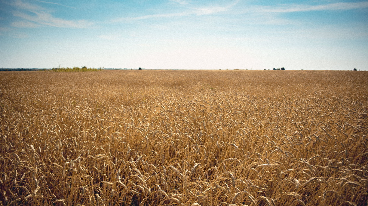 Аграрии Оренбуржья намолотили первый миллион тонн зерна
