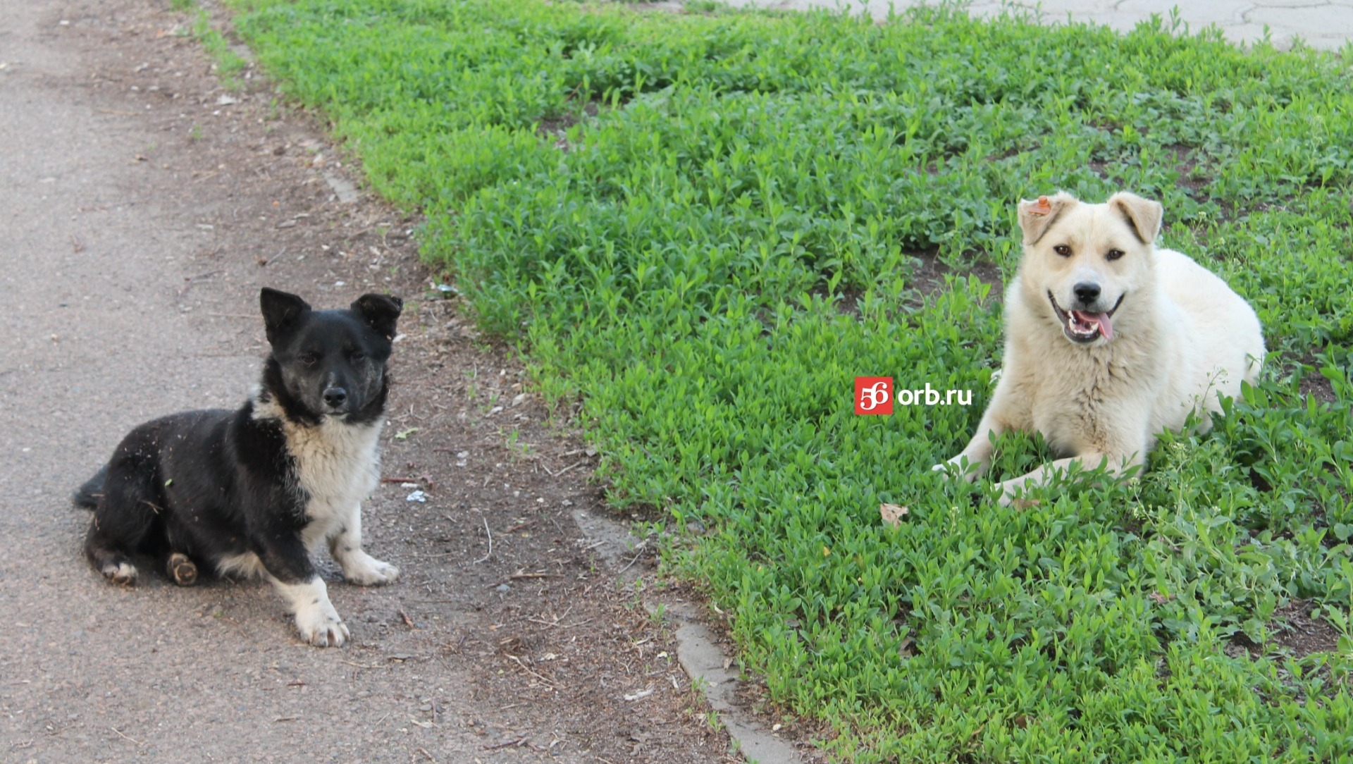 В Оренбурге отловят еще 167 собак