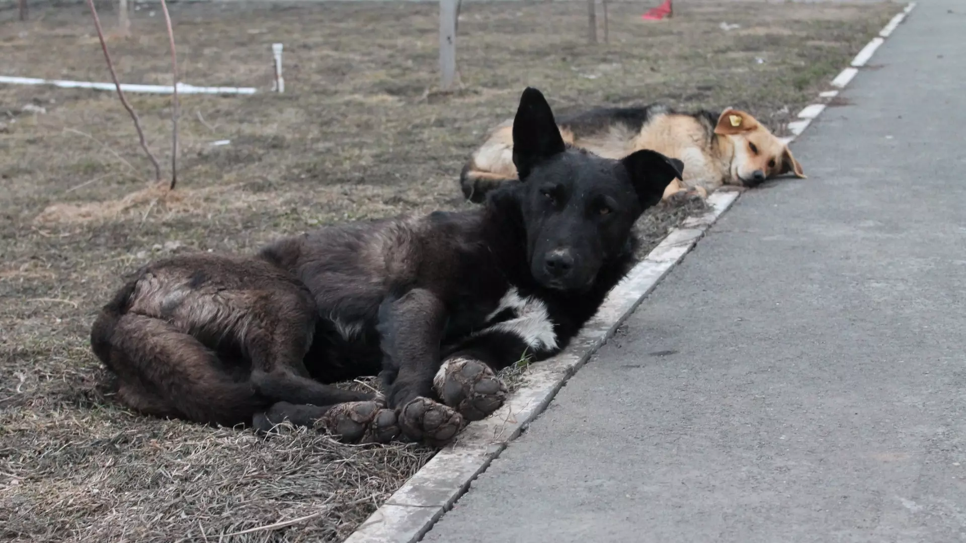 В Оренбурге бездомная собака покусала людей