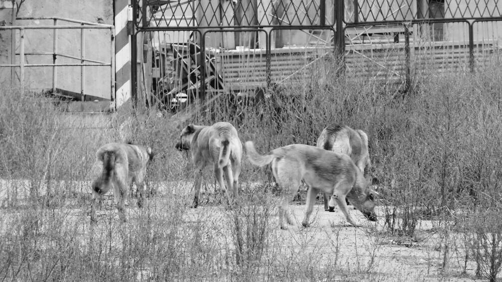 Бродячие собаки — одна из самых острых проблем Оренбурга