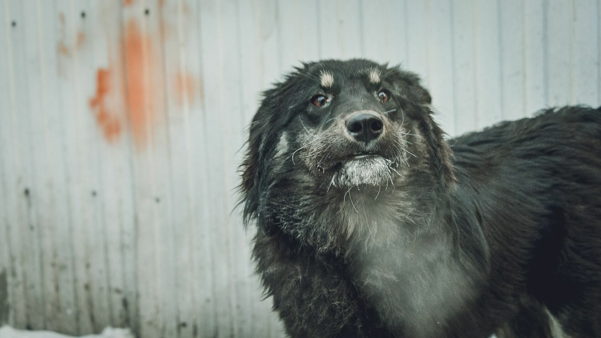 На месте трагедии в Оренбурге отловили 4 крупные собаки.