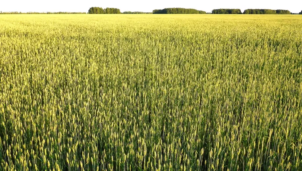 Пшеничное поле в Оренбургской области.