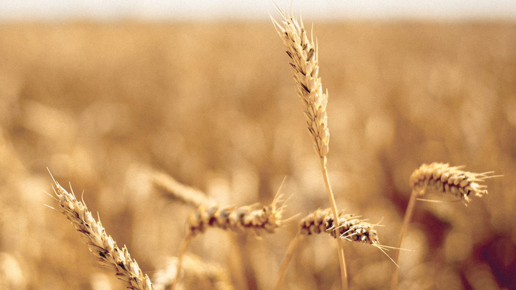 Разорённые солнцем. В Оренбуржье худший за 11 лет урожай зерновых