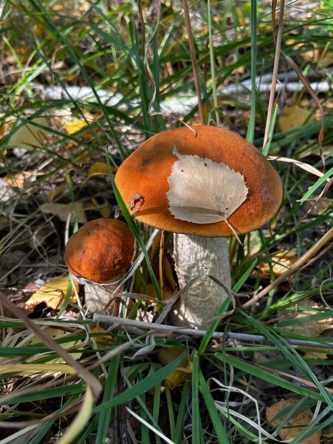 Найденные грибы