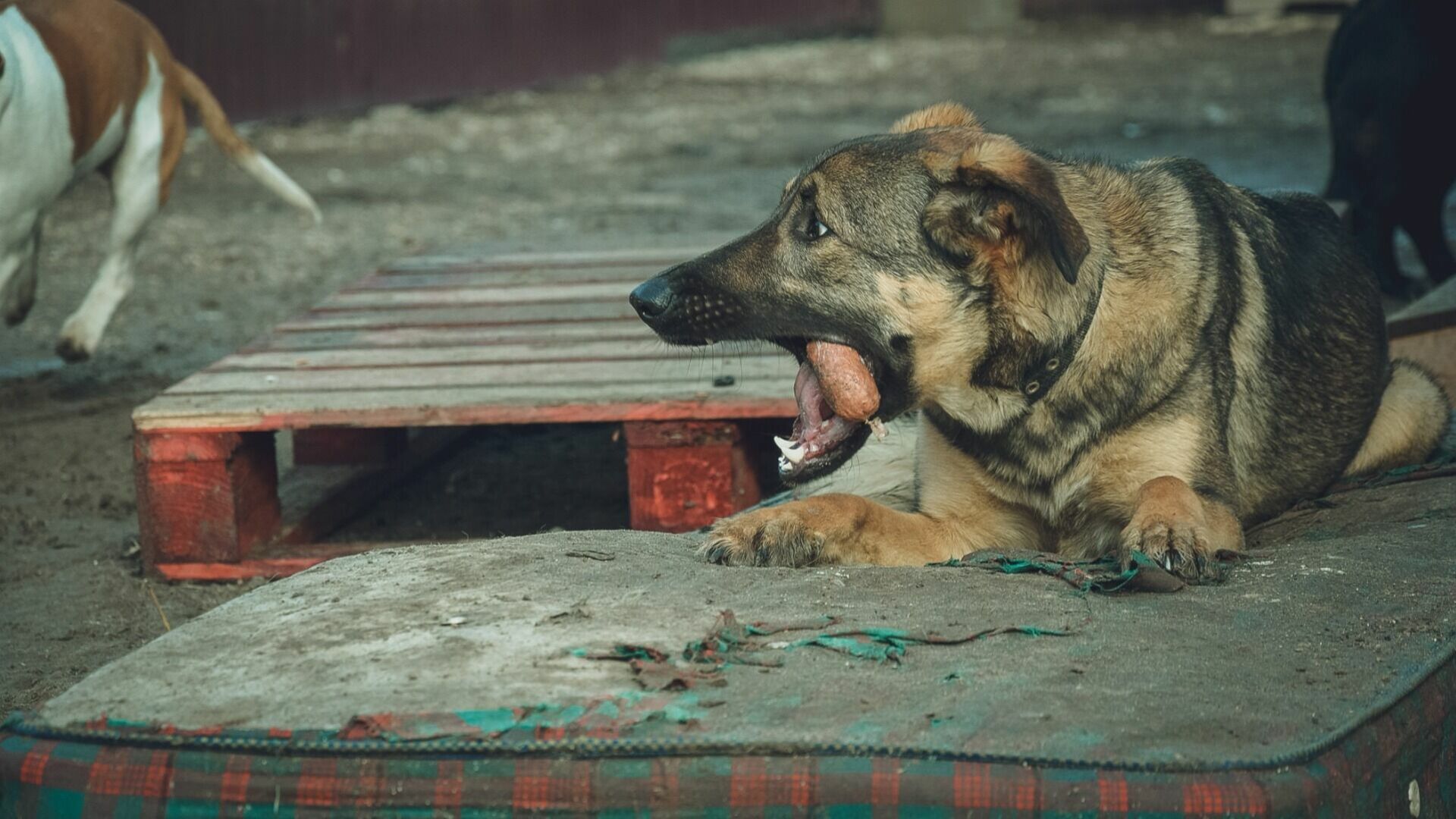 В мэрии Оренбурга в ответ на жалобы жителей о сворах собак посоветовали их не кормить