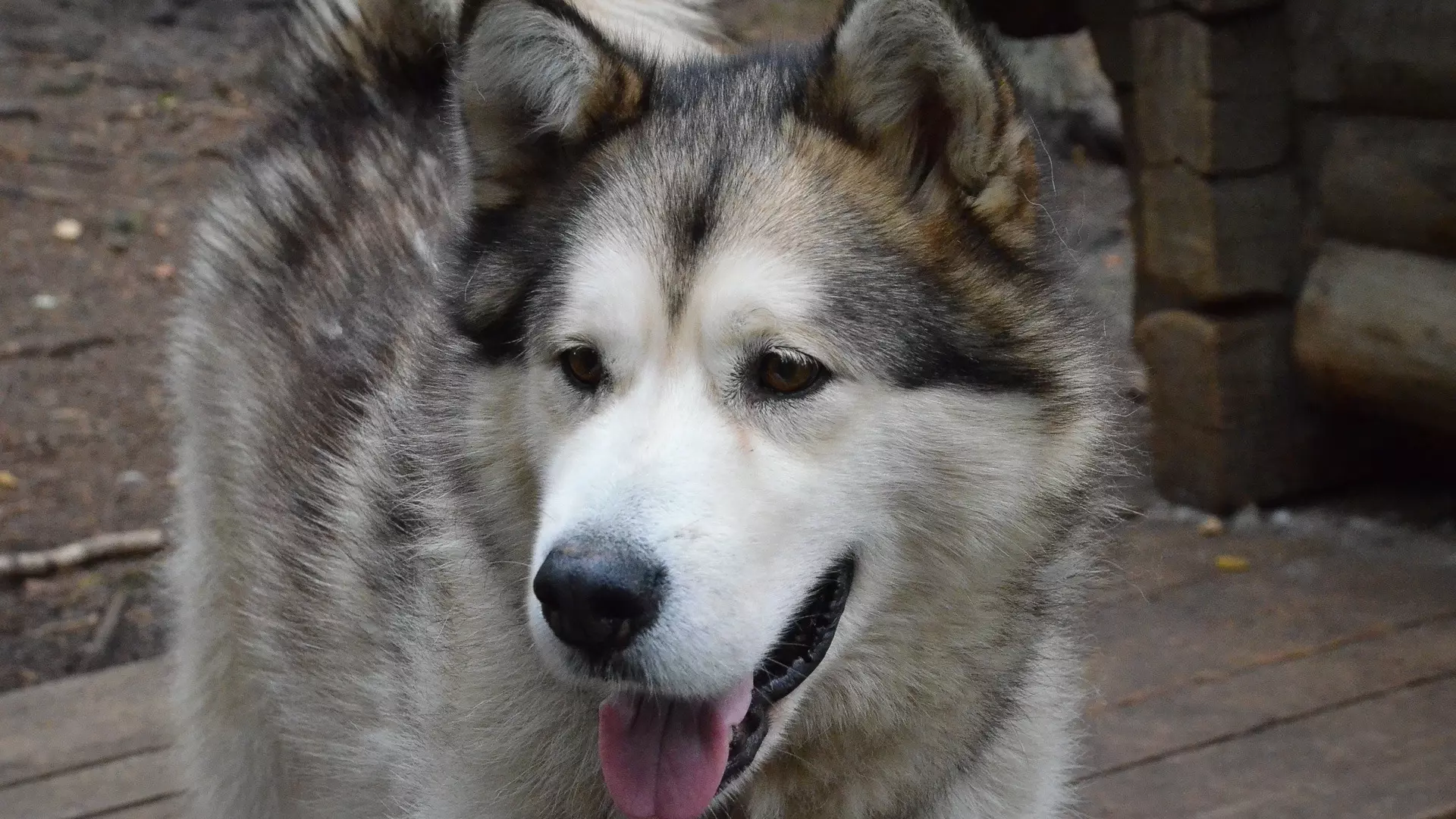 В Оренбургской области агрессивная бродячая собака набросилась на девочку у подъезда