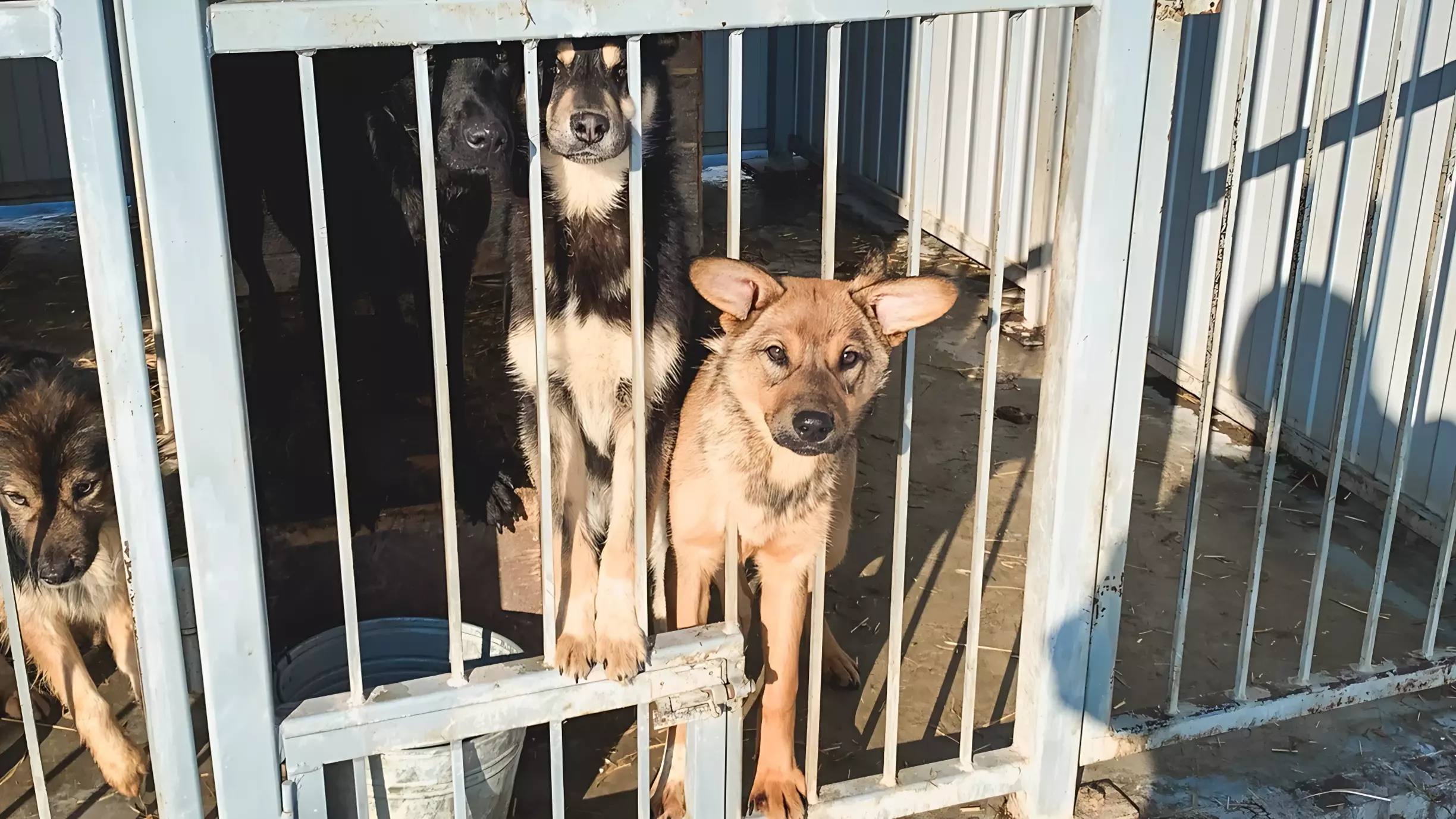 Собак отлавливают, но количество животных на улицах Оренбурга не уменьшается