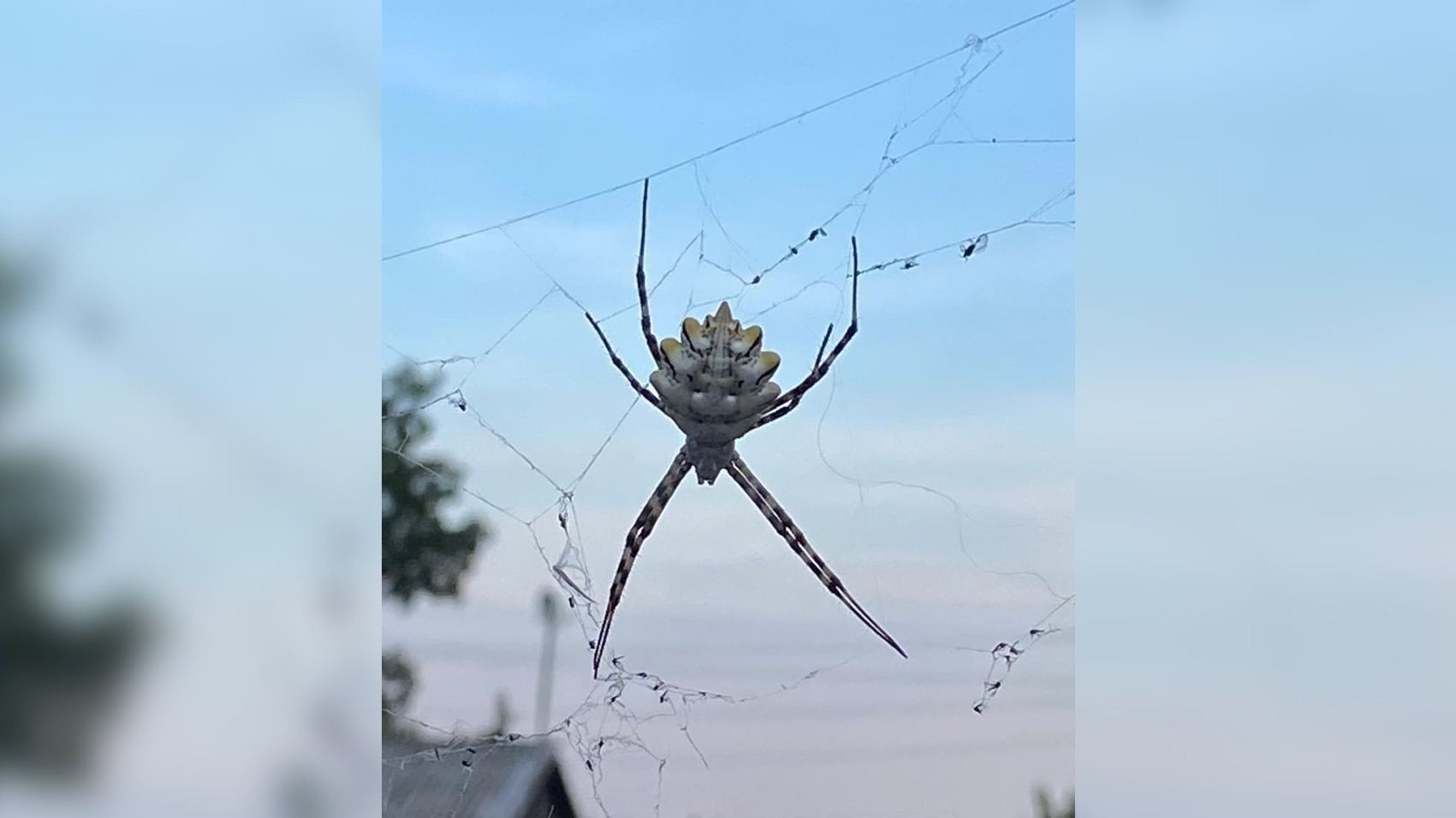 Ядовитый паук в Оренбурге