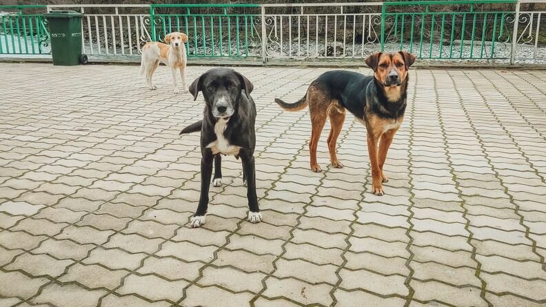 Семья пострадавшей от собак в Оренбуржье девочки получила 60 тысяч рублей