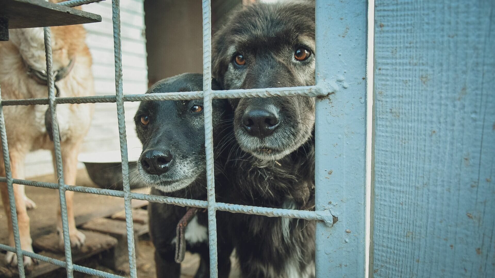 Мэрия разводит руками, а оренбуржцы предлагают варианты по приюту для бездомных собак
