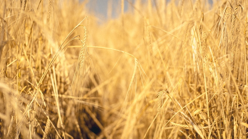 Аграрии Оренбуржья намолотили 3,6 млн тонн зерна