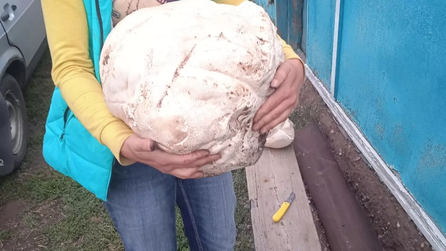 Ошеломляющих размеров гриб-гигант обнаружен в Оренбуржье