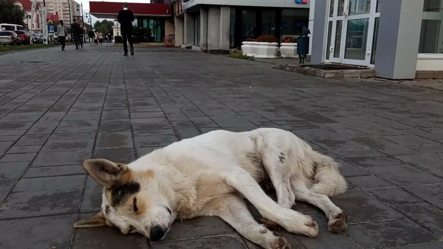 Бездомная собака на улицах Оренбурга