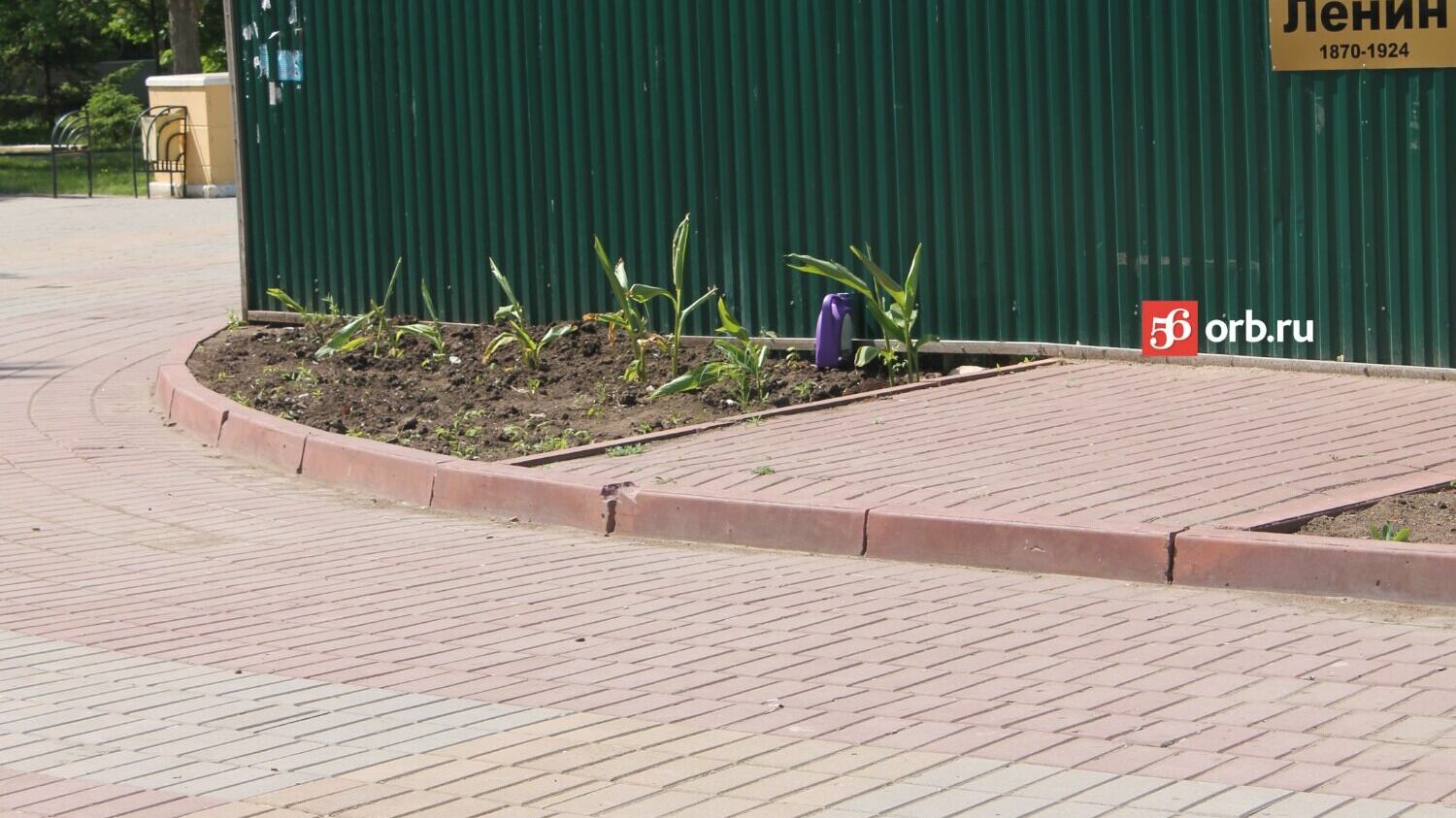 Возле места, где стоял памятник Ленина, посадили кукурузу