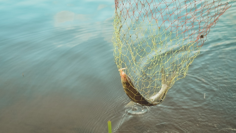 Названа вероятная причина массовой гибели рыбы в районе Оренбуржья