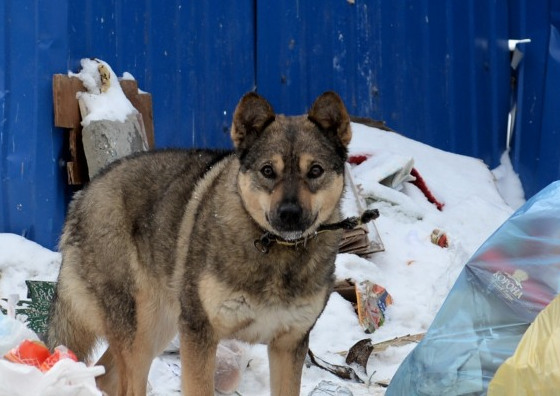 Очевидцы рассказывают о стае волков близ нового оренбургского кладбища