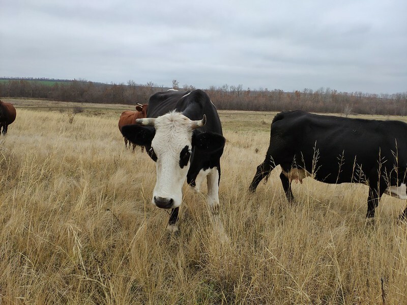 В Башкирии опасаются поставок скота, заражённого бруцеллёзом, из Оренбургской области