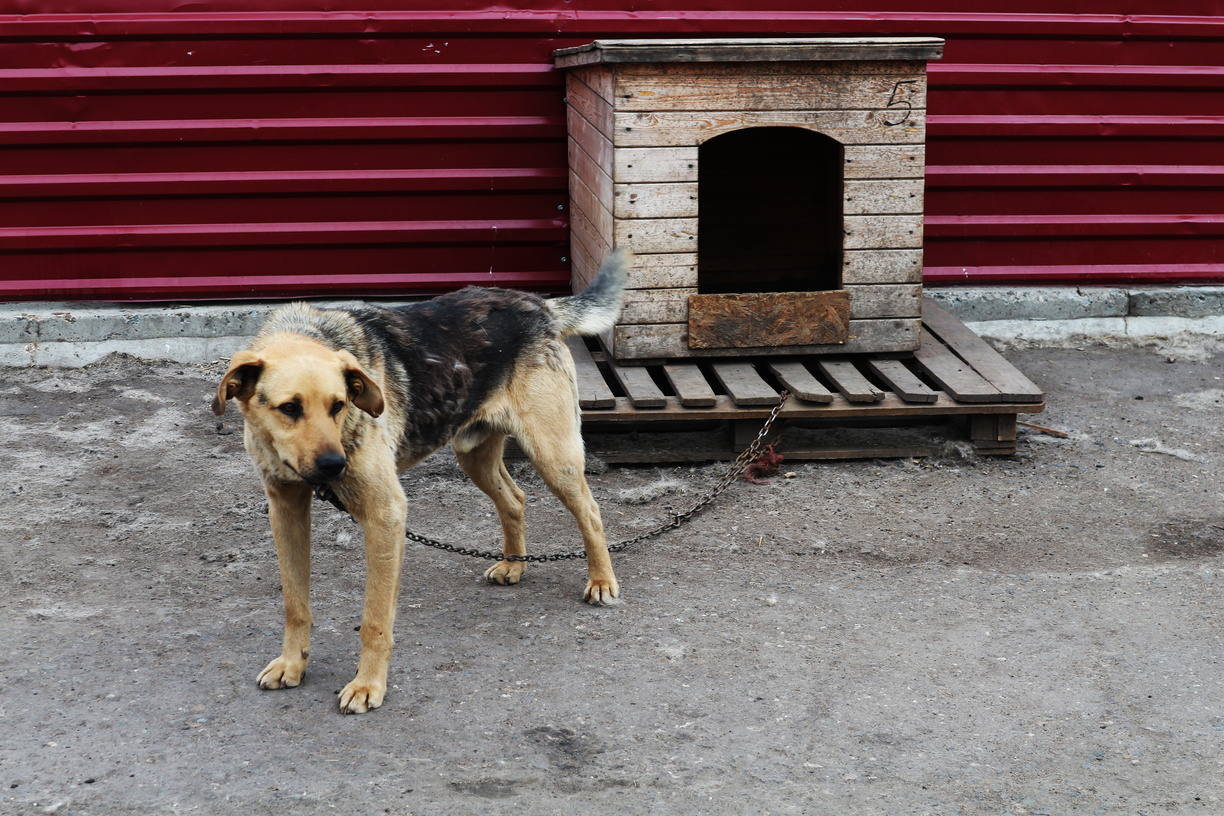 Живодеры из Грачевского района едва не забили до смерти дворовую собаку